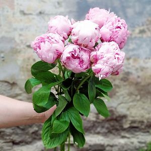 7 пионов